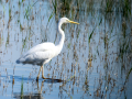 Garza Blanca - Ardea alba - Agró blanc