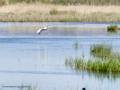 Garza Blanca - Ardea alba - Agró blanc