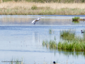 Garza Blanca - Ardea alba - Agró blanc