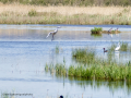 Garza Blanca - Ardea alba - Agró blanc
