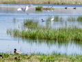 Garza Blanca - Ardea alba - Agró blanc