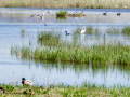 Garza Blanca - Ardea alba - Agró blanc