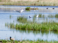 Garza Blanca - Ardea alba - Agró blanc