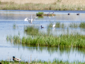 Garza Blanca - Ardea alba - Agró blanc