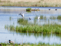 Garza Blanca - Ardea alba - Agró blanc