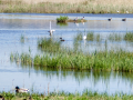 Garza Blanca - Ardea alba - Agró blanc