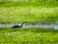 Garza Imperial - Ardea purpurea - Agró roig