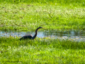Garza Imperial - Ardea purpurea - Agró roig