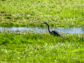 Garza Imperial - Ardea purpurea - Agró roig