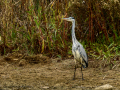 Garza real - Ardea cinerea - Bernat pescaire