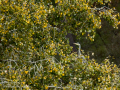 Garza real - Ardea cinerea - Bernat pescaire