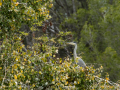 Garza real - Ardea cinerea - Bernat pescaire