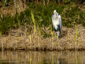Garza Real - Ardea cinerea - Bernat pescaire