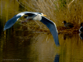 Garza Real - Ardea cinerea - Bernat pescaire