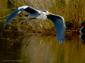 Garza Real - Ardea cinerea - Bernat pescaire
