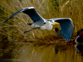 Garza Real - Ardea cinerea - Bernat pescaire