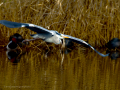 Garza Real - Ardea cinerea - Bernat pescaire