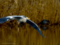 Garza Real - Ardea cinerea - Bernat pescaire