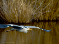 Garza Real - Ardea cinerea - Bernat pescaire