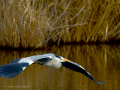 Garza Real - Ardea cinerea - Bernat pescaire