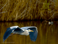 Garza Real - Ardea cinerea - Bernat pescaire