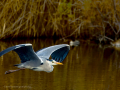Garza Real - Ardea cinerea - Bernat pescaire
