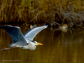 Garza Real - Ardea cinerea - Bernat pescaire