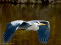 Garza Real - Ardea cinerea - Bernat pescaire