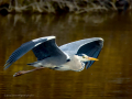 Garza Real - Ardea cinerea - Bernat pescaire