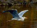 Garza Real - Ardea cinerea - Bernat pescaire