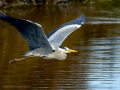 Garza Real - Ardea cinerea - Bernat pescaire
