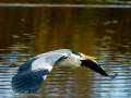 Garza Real - Ardea cinerea - Bernat pescaire