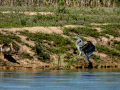 Garza Real - Ardea cinerea - Bernat pescaire
