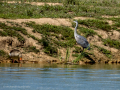 Garza Real - Ardea cinerea - Bernat pescaire