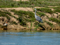 Garza Real - Ardea cinerea - Bernat pescaire