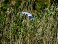 Garza Real - Ardea cinerea - Bernat pescaire