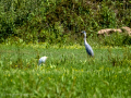Garza Real - Ardea cinerea - Bernat pescaire