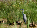 Garza Real - Ardea cinerea - Bernat pescaire