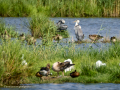 Garza Real - Ardea cinerea - Bernat pescaire