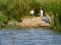Garza Real - Ardea cinerea - Bernat pescaire