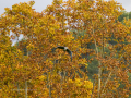 Garza Real - Ardea cinerea - Bernat pescaire