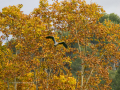 Garza Real - Ardea cinerea - Bernat pescaire