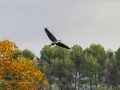 Garza Real - Ardea cinerea - Bernat pescaire