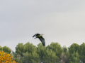 Garza Real - Ardea cinerea - Bernat pescaire