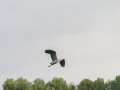 Garza Real - Ardea cinerea - Bernat pescaire