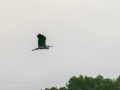 Garza Real - Ardea cinerea - Bernat pescaire