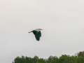 Garza Real - Ardea cinerea - Bernat pescaire