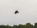 Garza Real - Ardea cinerea - Bernat pescaire