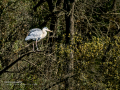 Garza Real - Ardea cinerea - Bernat pescaire