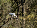 Garza Real - Ardea cinerea - Bernat pescaire